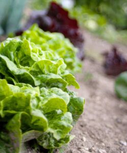 Lettuce in a garden
