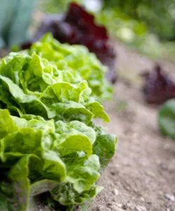 lettuce Lettuce in a garden