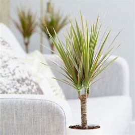 Dragon Plant on Side End Table