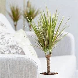 Dragon Plant Dragon Plant on Side End Table