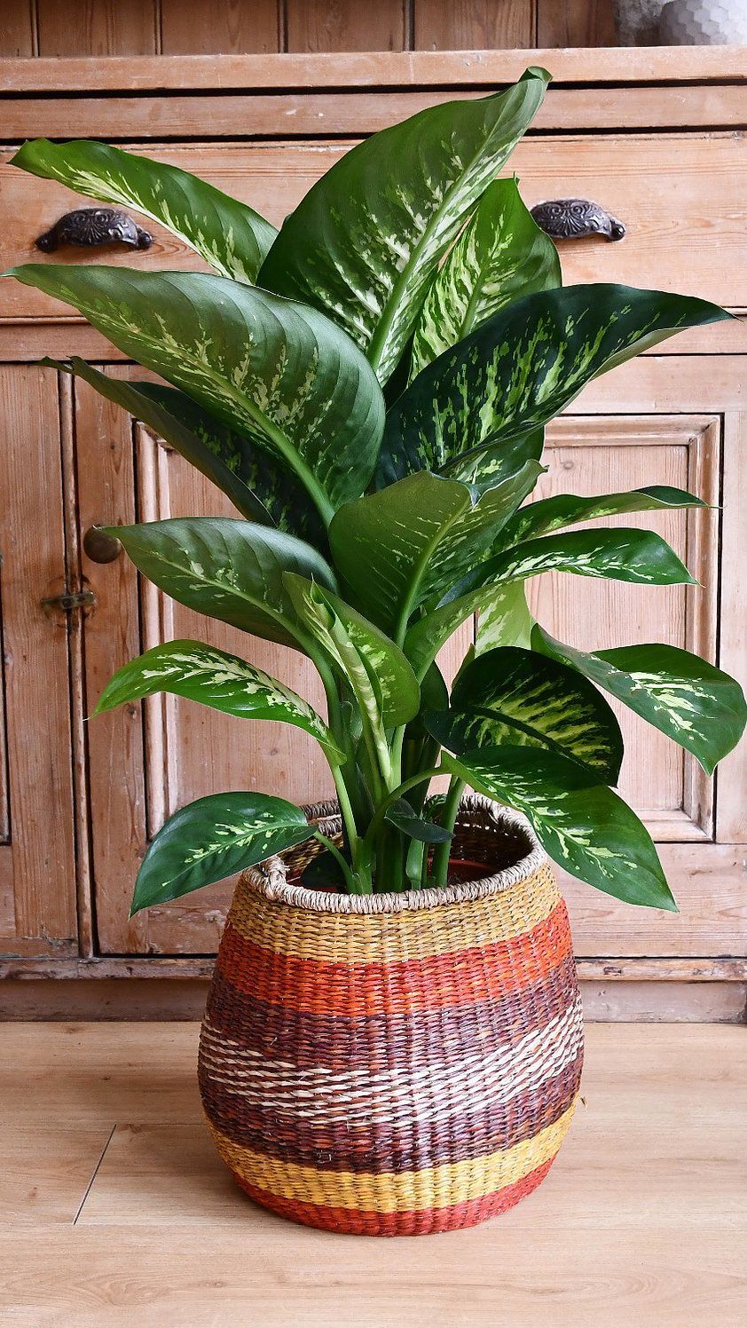 Dumb Cane in Colorful Basket