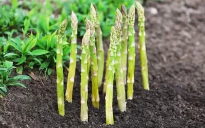 How to Grow Asparagus From Seed