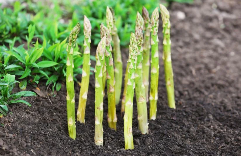 How-to-grow-asparagus-from-seeds-825×533 (1)