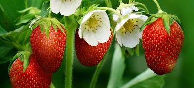 How to Grow Strawberries