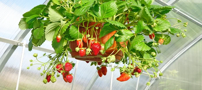 Strawberry Hanging