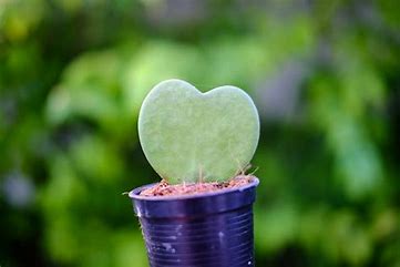 Sweetheart Plant in a blue Pot
