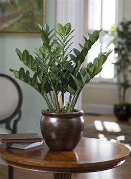 ZZ Plant on Dining Table