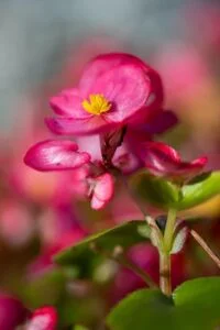 Common House Plant - Begonia Picture of a Red/Pink Begonia Flower a Common House Plant