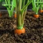 carrot-top Carrot Tops Growing