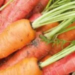carrot_growing Carrots Picked