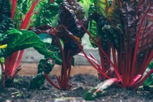 chard growing in the garden