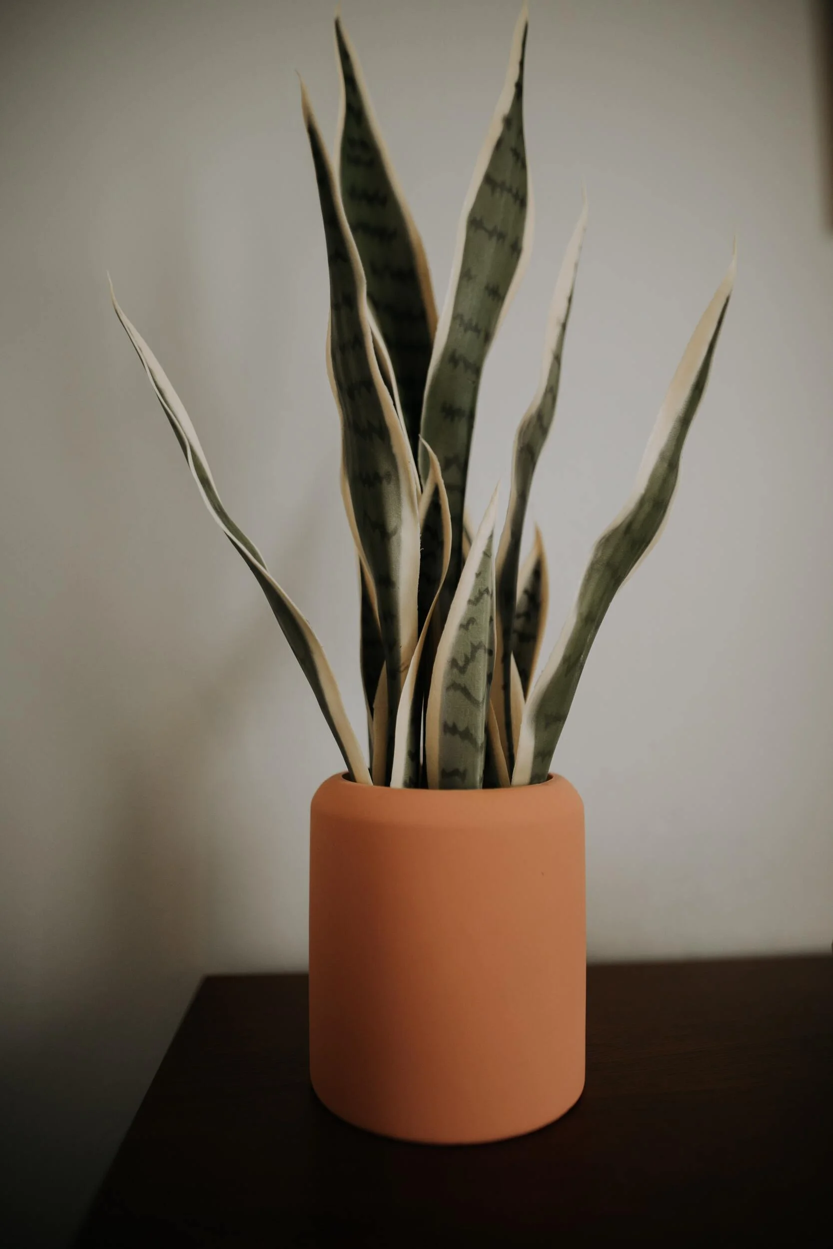 christin-hume-wFuMEEKKSf0-unsplash Snake Plant in Orange Pot