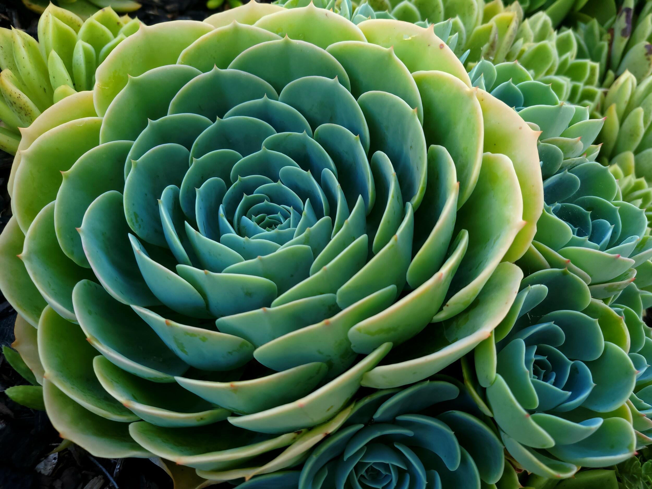 Comon House Plants - Echeveia Group of Echeveia growing