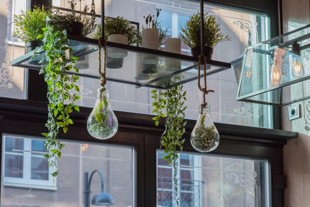 hanging kitchen plants