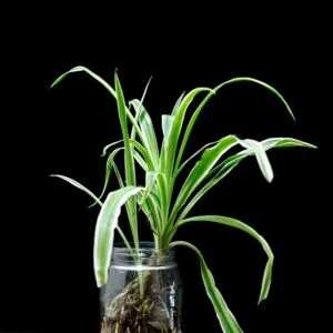Common House Plant - Spider Plant Small Spider Plant Growing in Mason Jar with Water