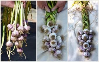 Wrapped Garlic Hanging