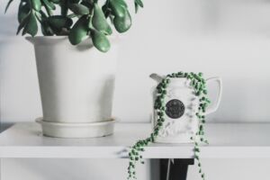 Common House Plant - String of Peals String of Pearls Growing in a White Decorative Coffee Pot
