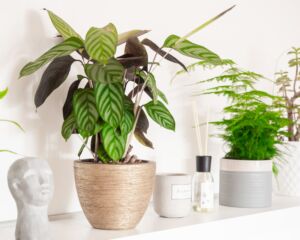 Common House Plant - Calatheas Calatheas Plant Growing on Fireplace Seal