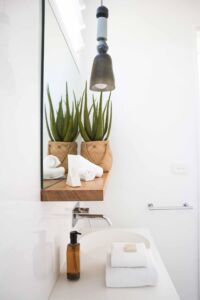 Common House Plant - Aloe Vera Aloe Vera Plant Growing On Bathroom Mirror Seal