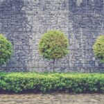 Trees and bush fence in front of wall