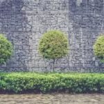 Trees and bush fence in front of wall