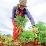 picking carrots in garden picking carrots in garden