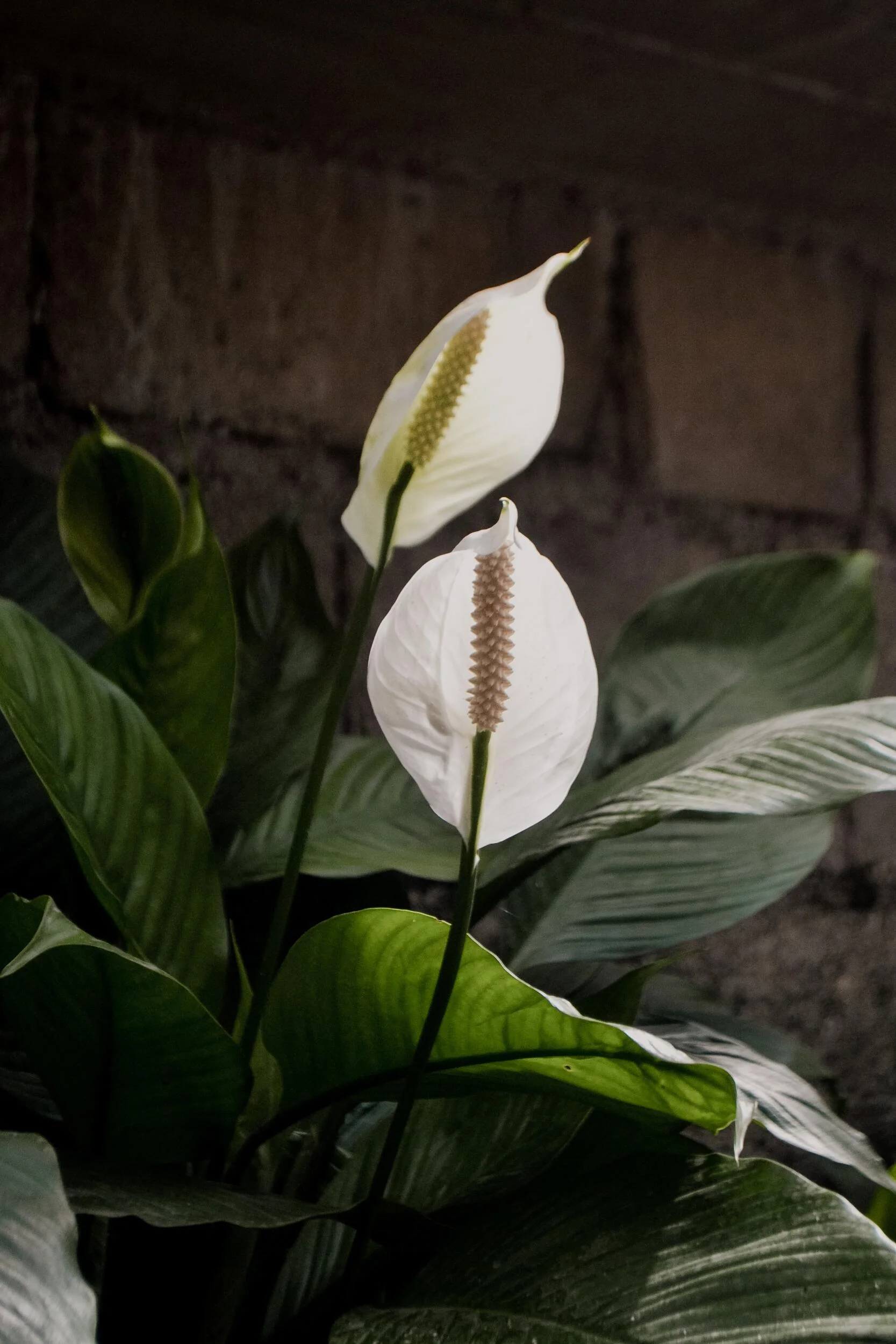 peace lily Peace Lily with Flowers