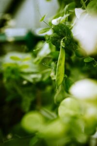 close up of snow pea shoot
