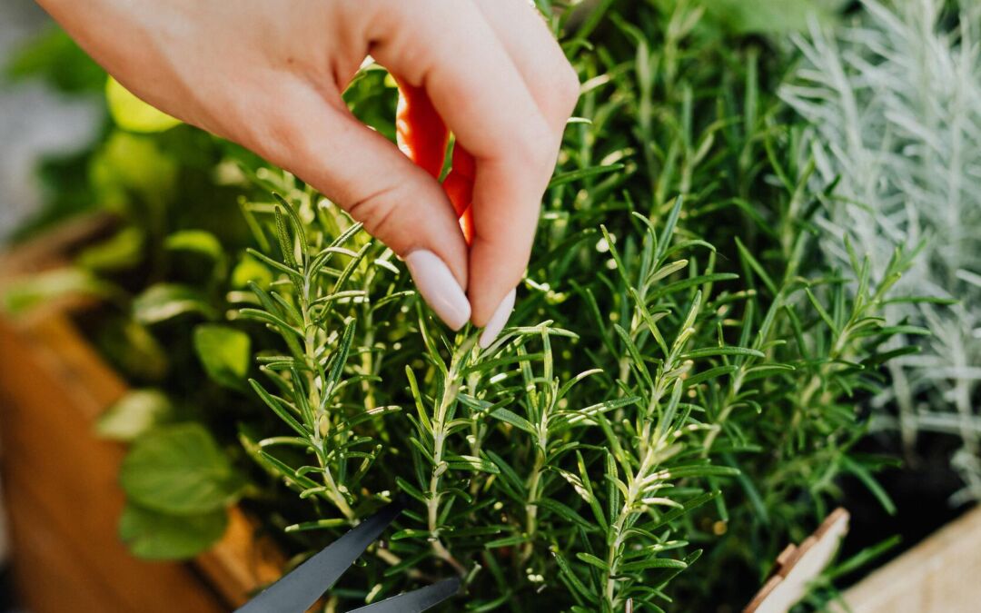 How to Harvest Herbs