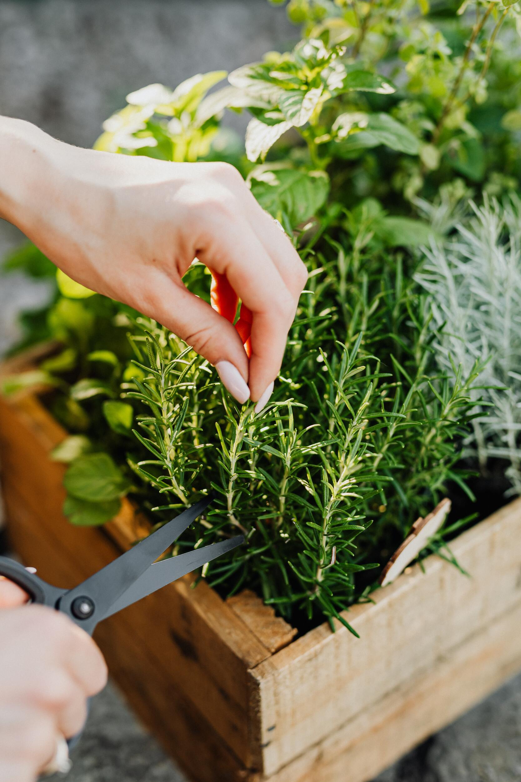 Kitchen Herbs