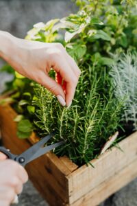 Kitchen Herbs