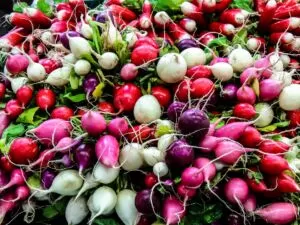 radishes-multi-color Pile of colorful fresh radishes