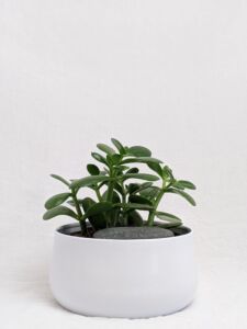Common House Plant - Jade Plant Small Green Leaf Succulent Growing in A White Clay Pot