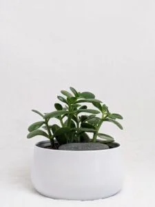 Common House Plant - Jade Plant Small Green Leaf Succulent Growing in A White Clay Pot