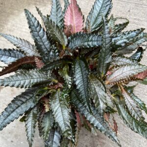 Dark Mystery Plant