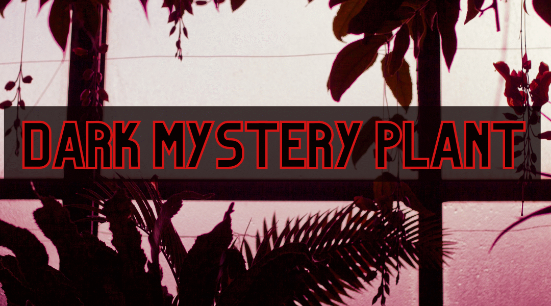 How To Dark Mystery Plant