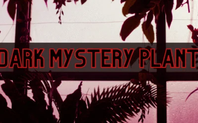 How To Dark Mystery Plant