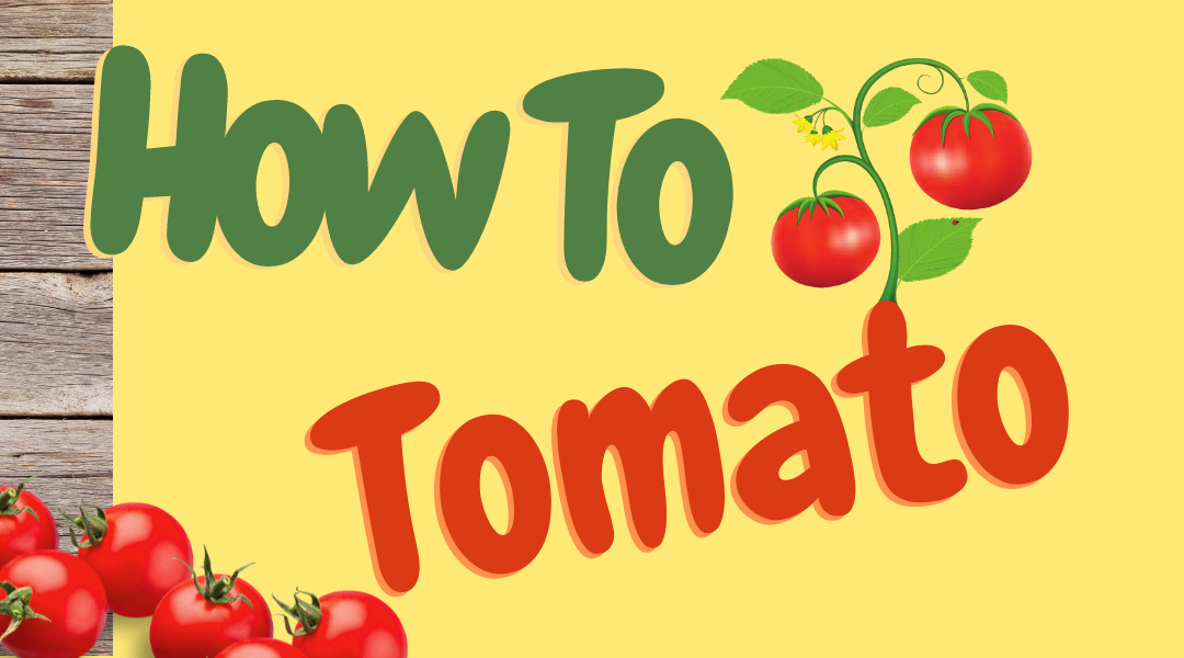 How To Tomato