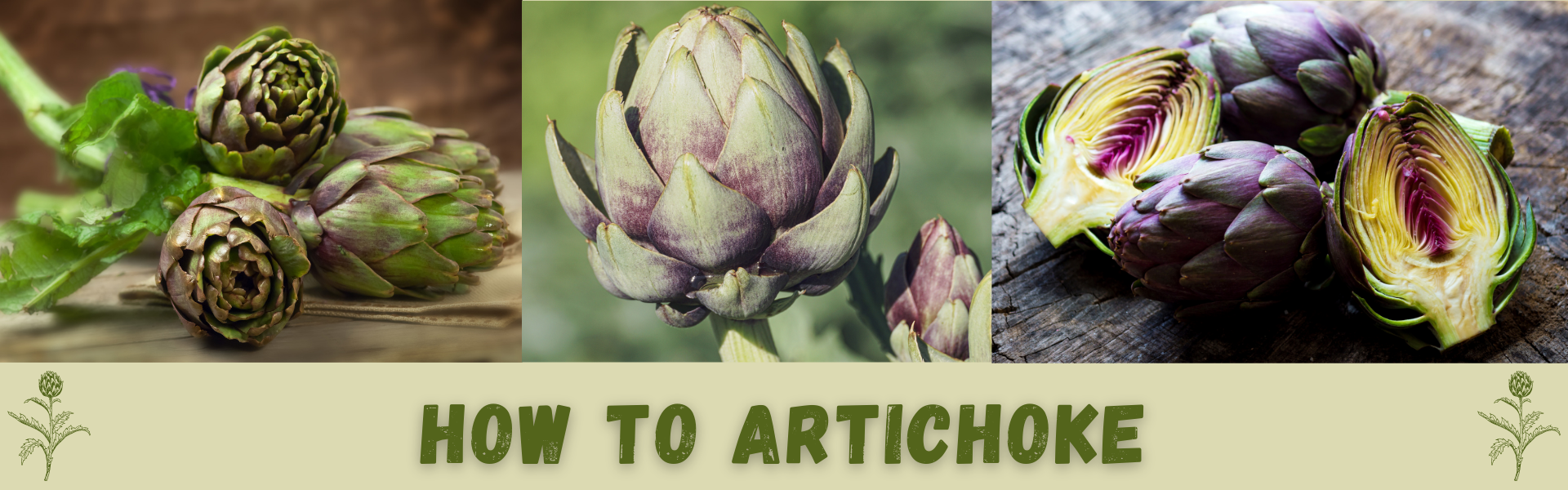 pictures of fresh cut artichokes