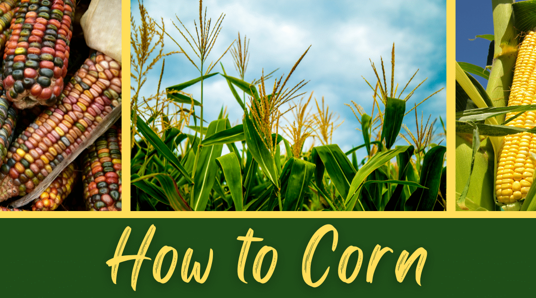 How To Corn
