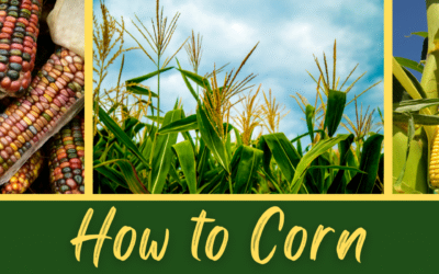 How To Corn