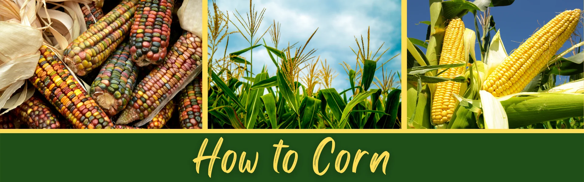 corn, corn fields and the text how to corn