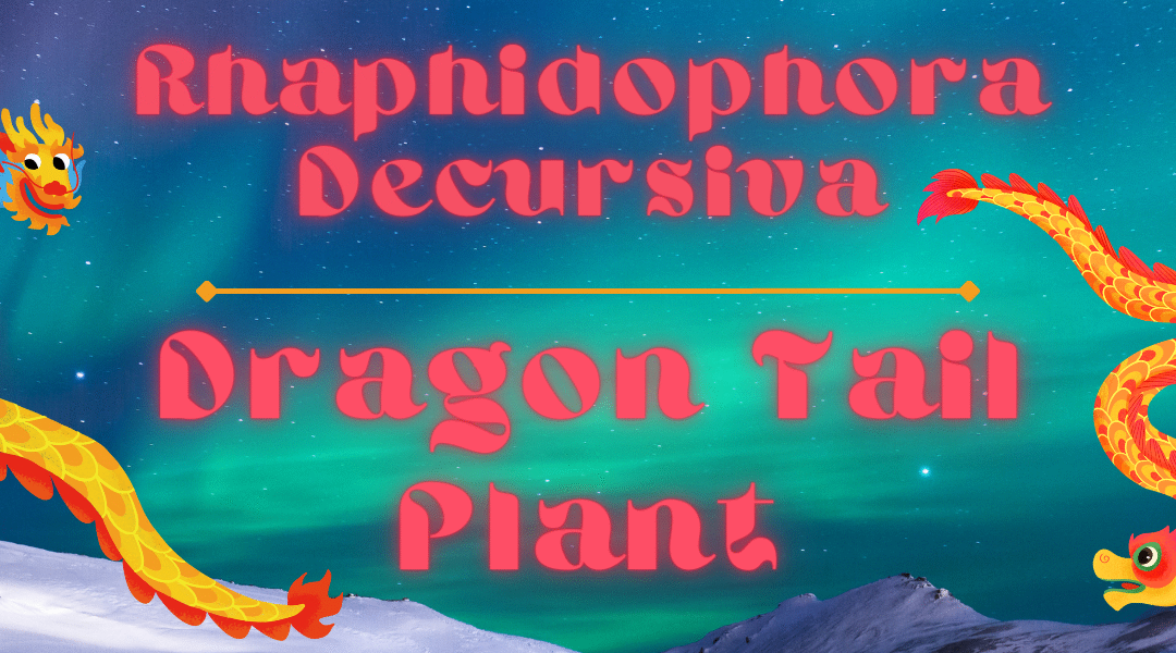 Rhaphidophora Decursiva