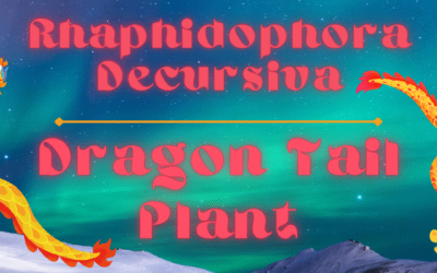 Rhaphidophora Decursiva