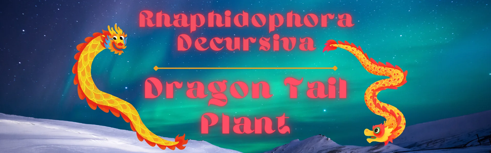 How to Rhaphidophora Decursiva Rhaphidophora Decursiva - Dragon Tail Plant