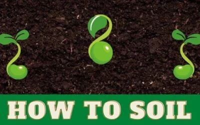 How To Soil