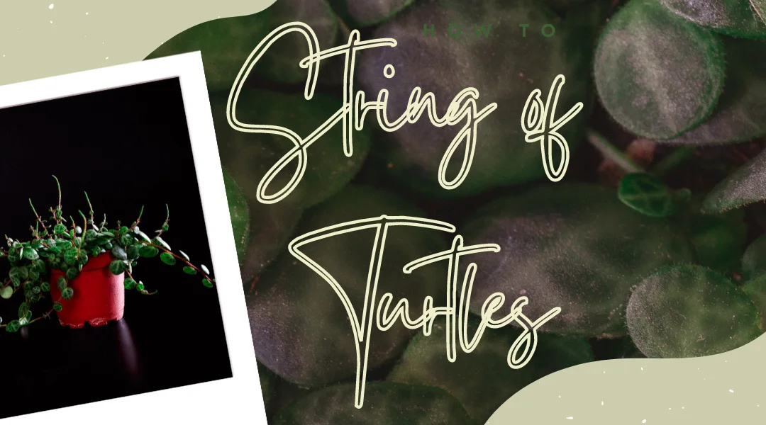 5 Things to Know About String of Turtles Plant Care and Propagation