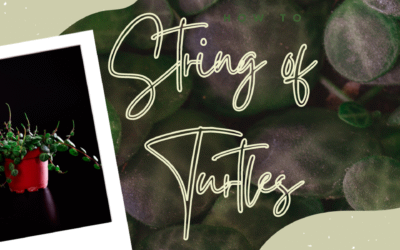 5 Things to Know About String of Turtles Plant Care and Propagation