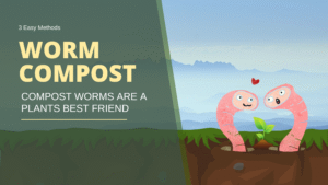 compost worms