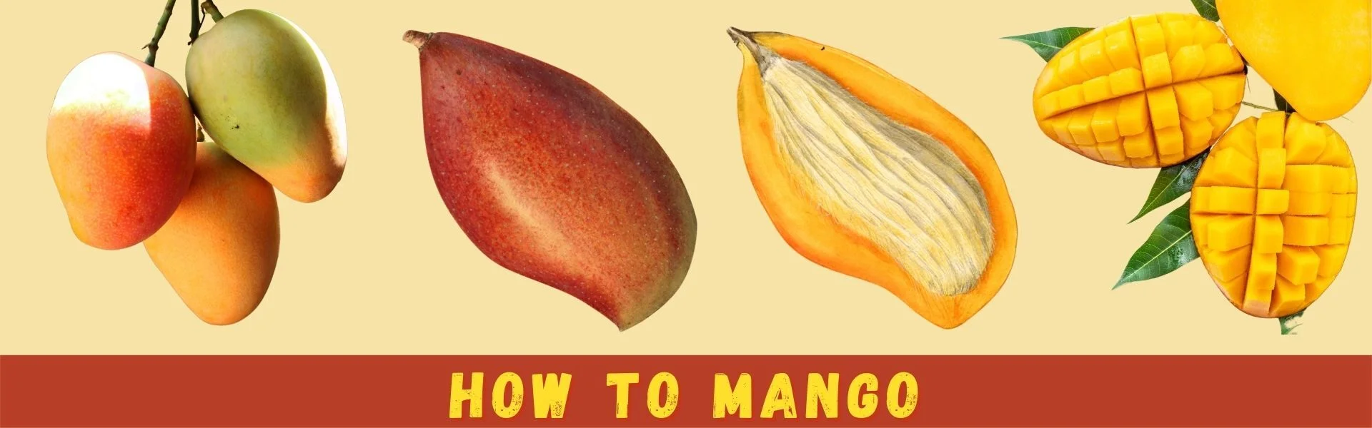 how to mango ft image Pictures of mangoes at different stages